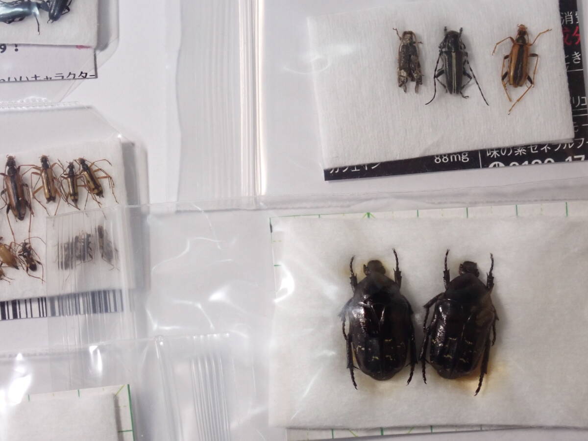 昆虫学評論 50巻揃い 甲虫 カミキリ クワガタ コガネムシ 昆虫学評論 50巻揃い 甲虫 カミキリ クワガタ コガネムシ