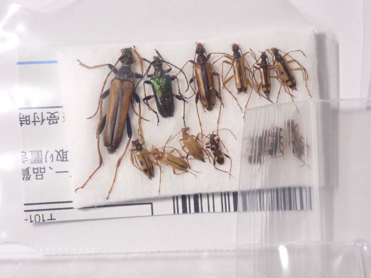 昆虫学評論 50巻揃い 甲虫 カミキリ クワガタ コガネムシ 昆虫学評論 50巻揃い 甲虫 カミキリ クワガタ コガネムシ