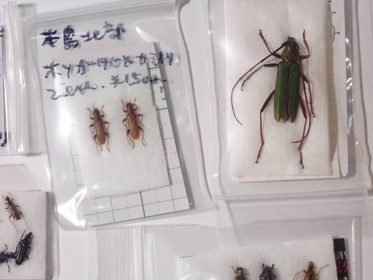 昆虫学評論 50巻揃い 甲虫 カミキリ クワガタ コガネムシ 昆虫学評論 50巻揃い 甲虫 カミキリ クワガタ コガネムシ