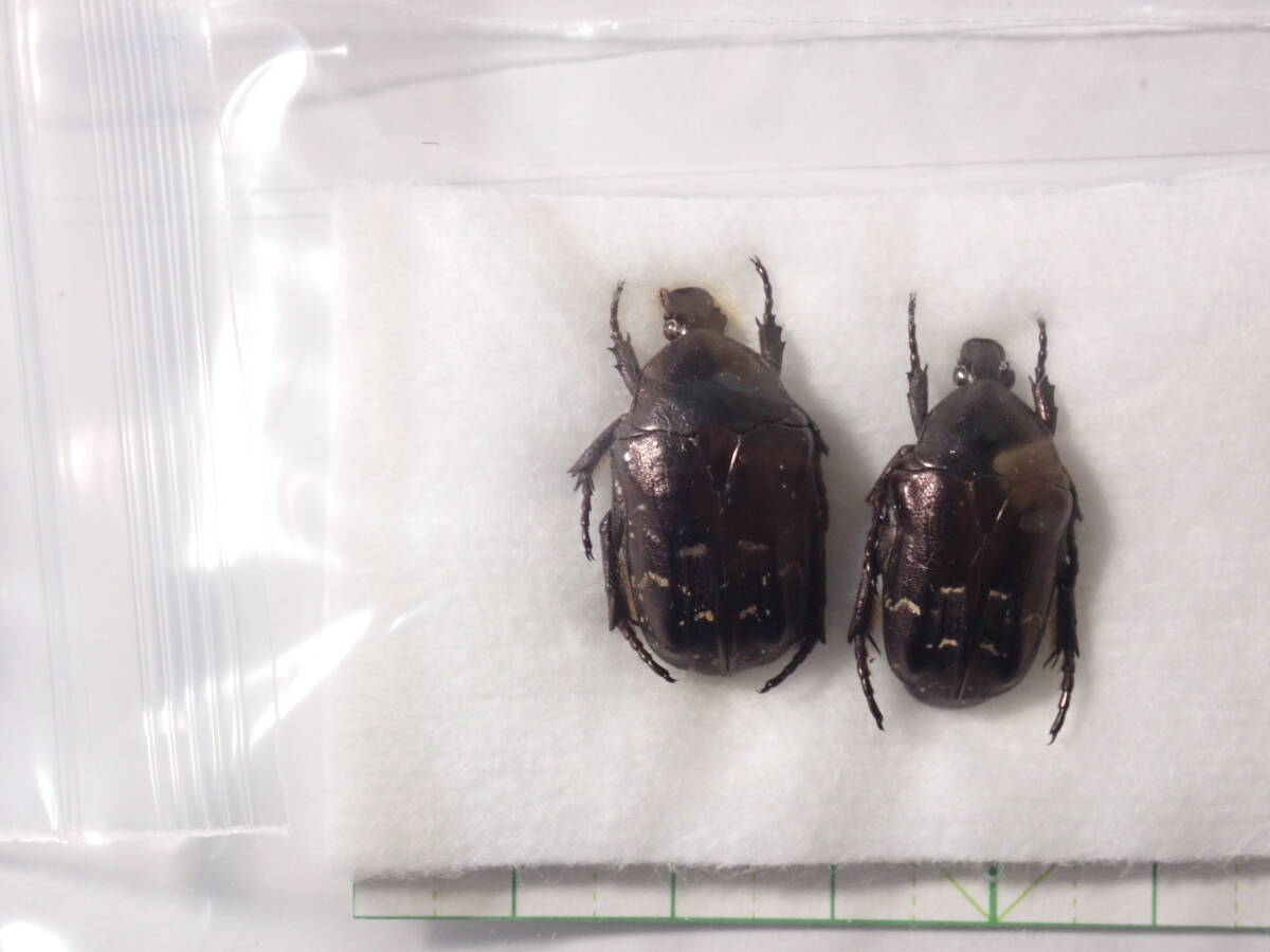 ○○日本産カミキリムシ/コガネムシセット①カミキリ 昆虫 甲虫 虫ハナムグリ カナブン コガネ カブトムシ日本産甲虫クワガタ日本産 標本(虫類)|売買されたオークション情報、Yahoo!オークション(旧ヤフオク!) の商品情報をアーカイブ公開 - オークファン(aucfan.com) ○○日本産カミキリムシ/コガネムシセット①カミキリ 昆虫 甲虫 虫ハナムグリ カナブン コガネ カブトムシ日本産甲虫クワガタ日本産 標本(虫類)|売買されたオークション情報、Yahoo!オークション(旧ヤフオク!) の商品情報をアーカイブ公開 - オークファン(aucfan.com)