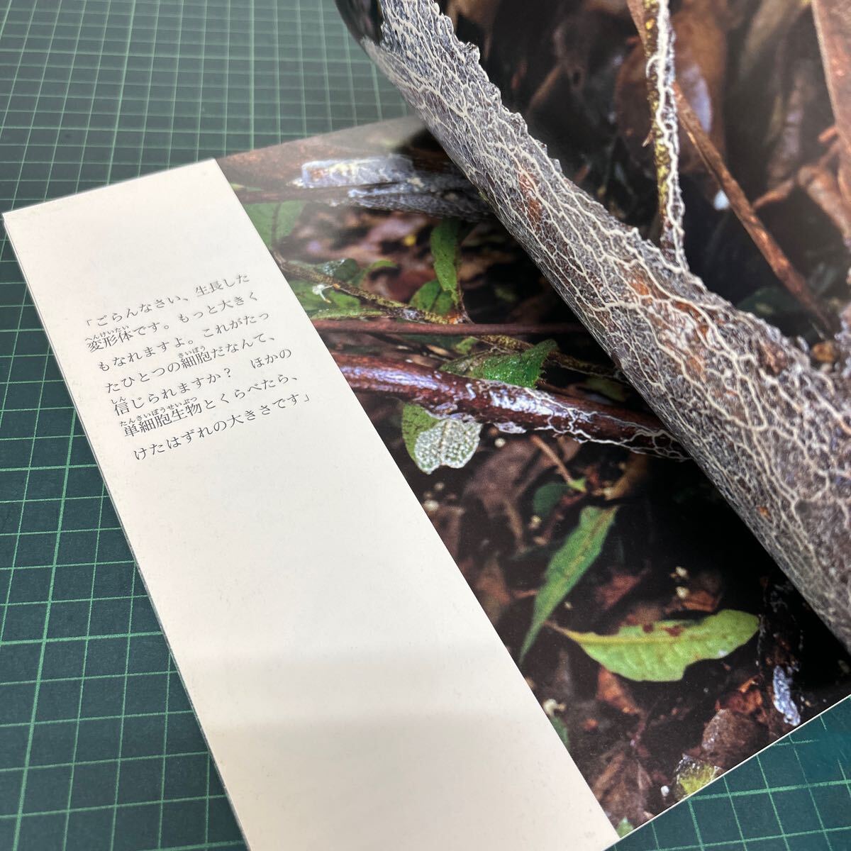 月刊 たくさんのふしぎ 2003年6月号 第219号 変形菌な人びと 越智典子(文) 井沢正名(写真) 牛尾篤(絵) 植物_画像6