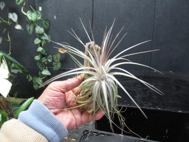 D.H.A (Dorset Horn Adenium) アデニウム アラビカム獅子葉 実生 D.H.A (Dorset Horn Adenium) アデニウム アラビカム獅子葉 実生