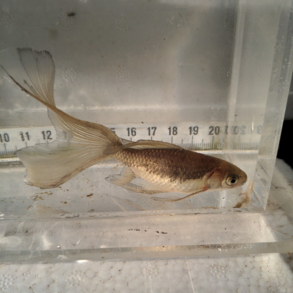 金曜日発送(26日)【宮城鉄魚飼育研究会】ミックス鉄魚20匹 金曜日発送(26日)【宮城鉄魚飼育研究会】ミックス鉄魚20匹