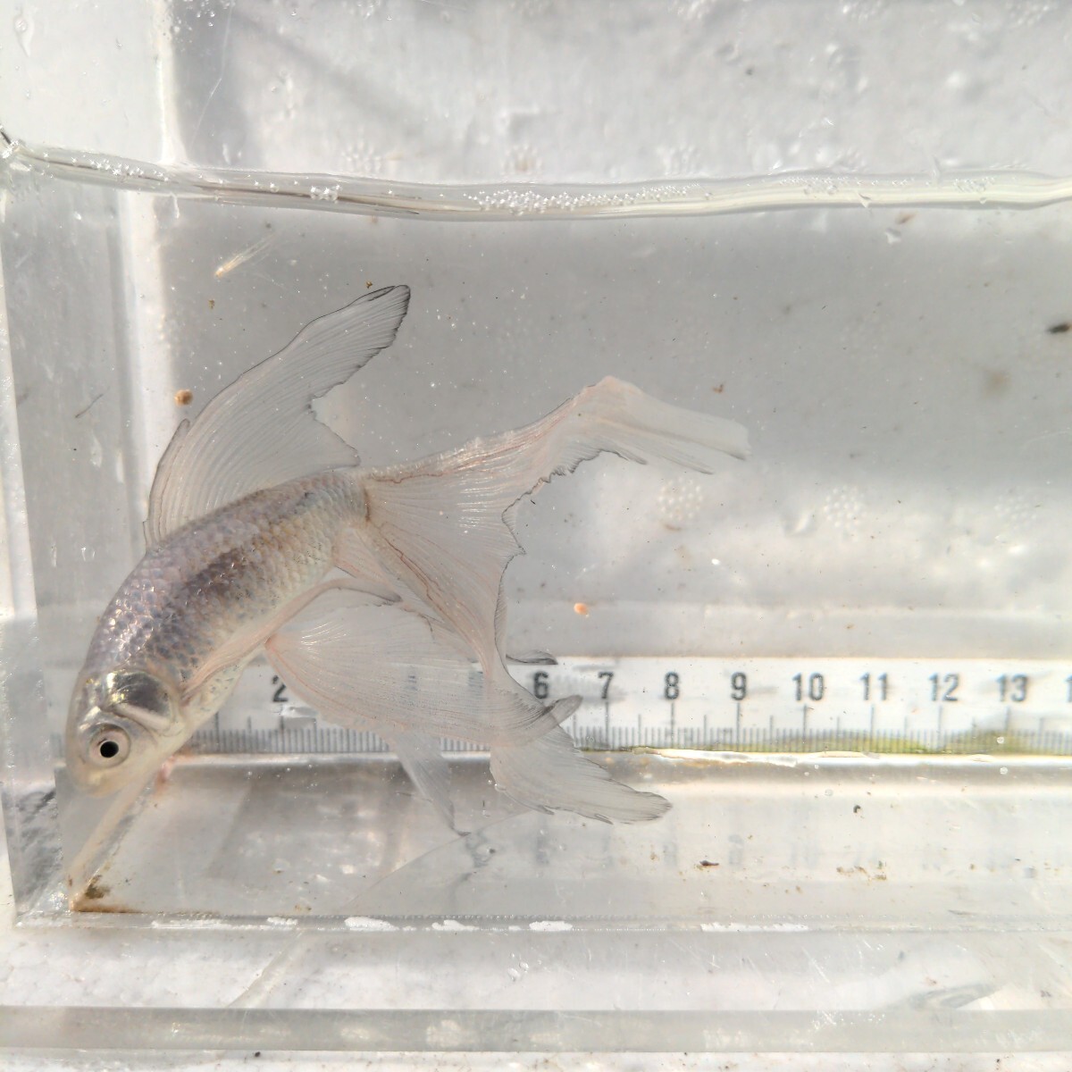 金曜日発送(26日)【宮城鉄魚飼育研究会】ミックス鉄魚20匹 金曜日発送(26日)【宮城鉄魚飼育研究会】ミックス鉄魚20匹
