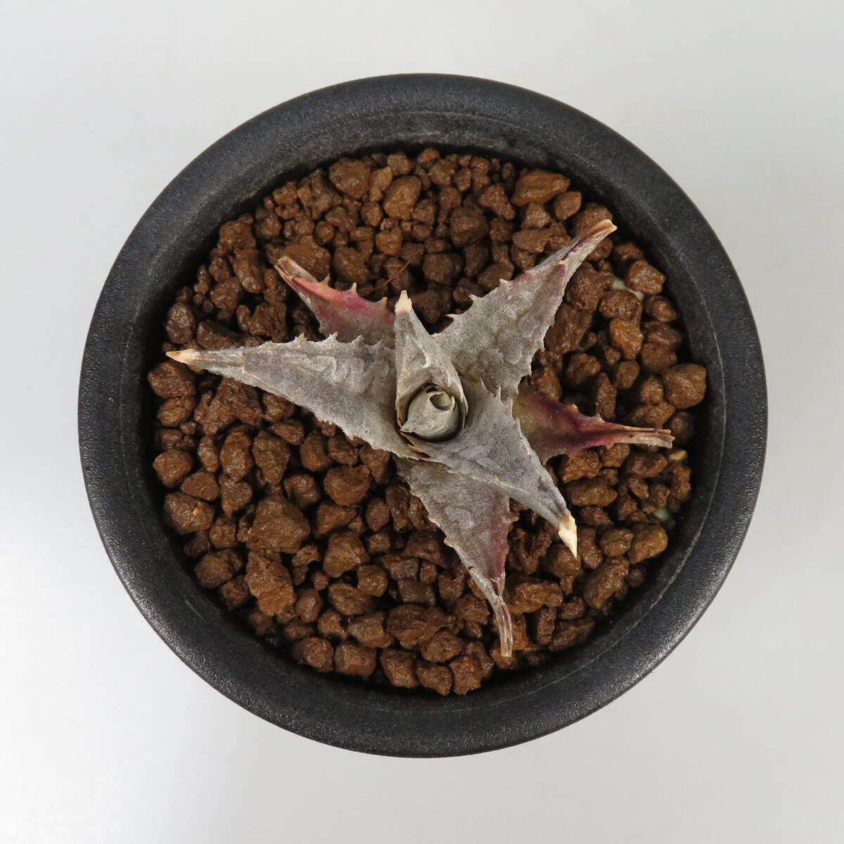 Bibian 比比昂- SALE! エンコリリウム☆ Encholirium Bibian 比比昂- SALE! エンコリリウム☆ Encholirium