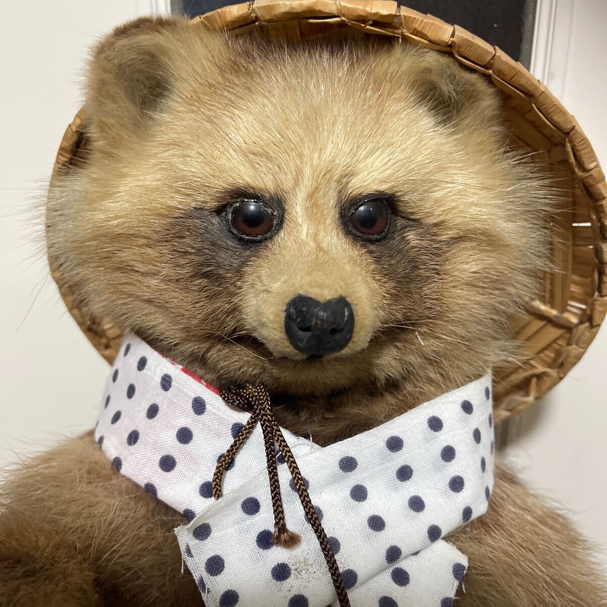 ◯狸 タヌキ たぬき 剥製 かわいい 狸 本物 置物 縁起物 商売 ◯狸 タヌキ たぬき 剥製 かわいい 狸 本物 置物 縁起物 商売