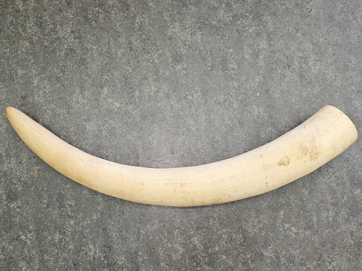 象牙風 置物 一本物 一本牙 無彫刻 約11.0Kg 割れ有 現状品(東洋 象牙風 置物 一本物 一本牙 無彫刻 約11.0Kg 割れ有 現状品(東洋