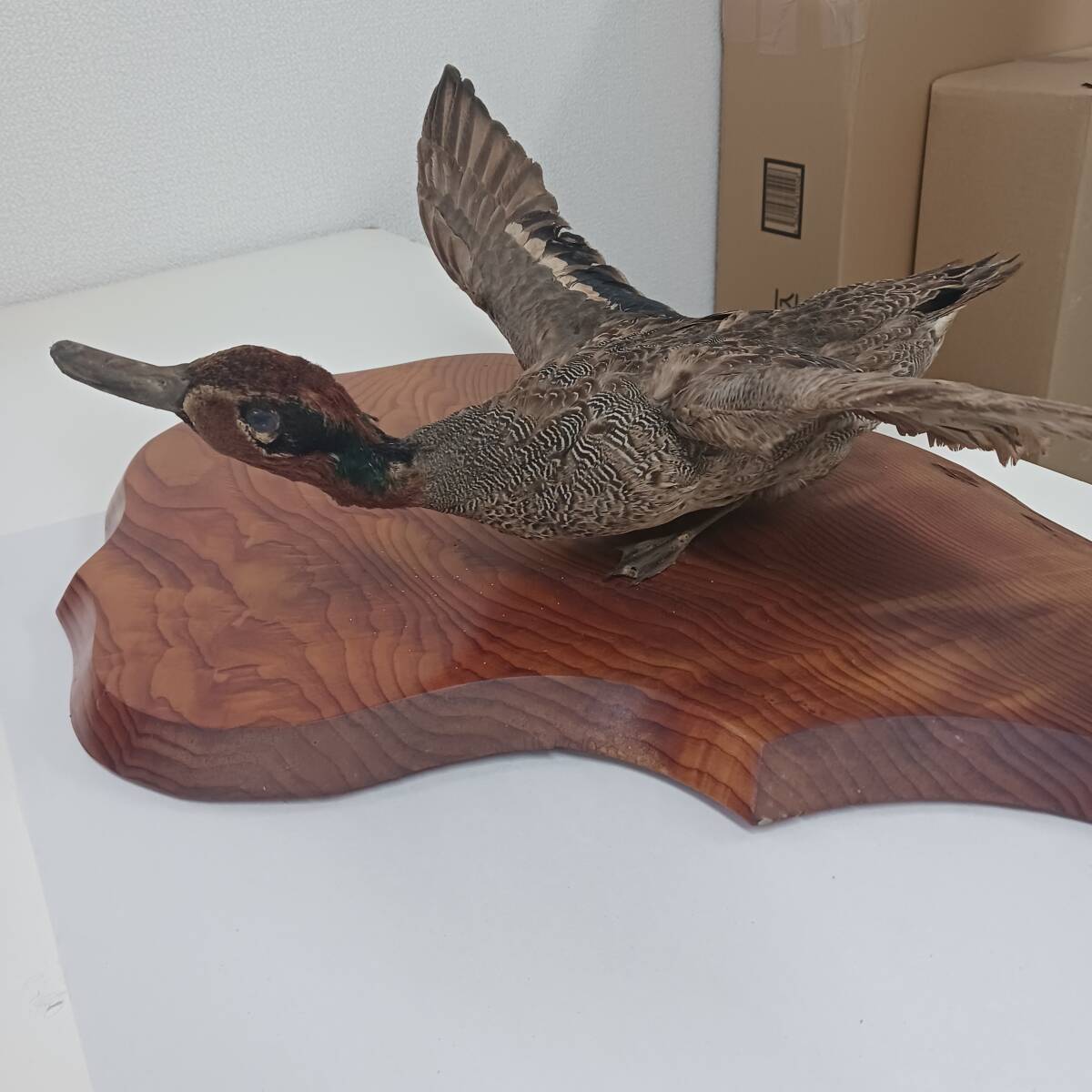 カモ/鴨剥製】/はく製 標本 台座付き 野鳥/飾り/置物/オブジェ カモ/鴨剥製】/はく製 標本 台座付き 野鳥/飾り/置物/オブジェ