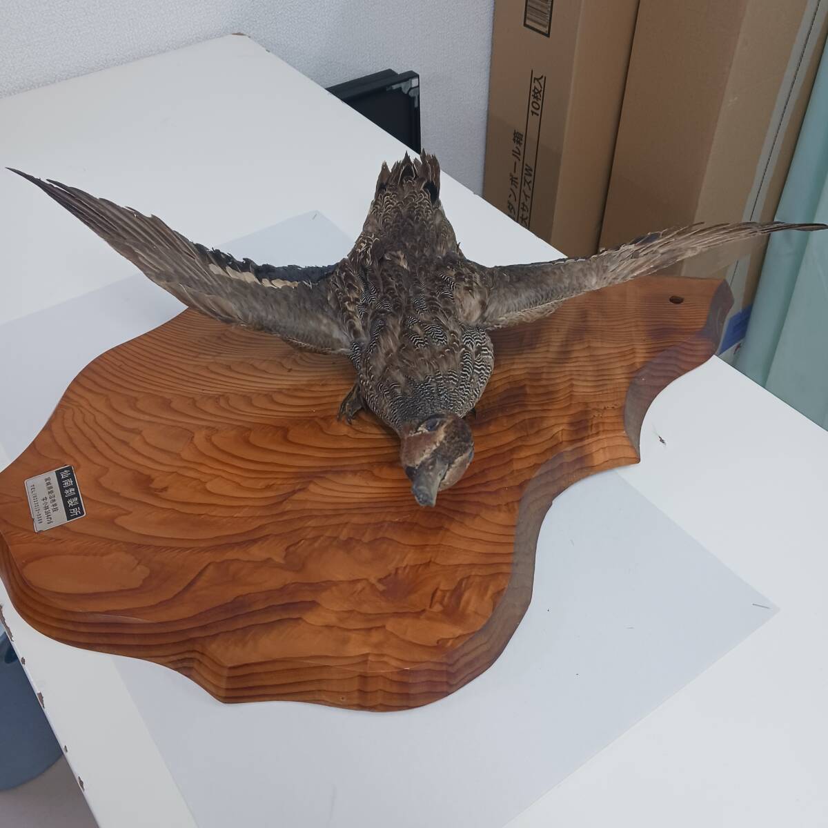 カモ/鴨剥製】/はく製 標本 台座付き 野鳥/飾り/置物/オブジェ カモ/鴨剥製】/はく製 標本 台座付き 野鳥/飾り/置物/オブジェ