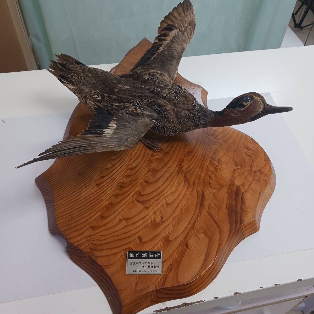 カモ/鴨剥製】/はく製 標本 台座付き 野鳥/飾り/置物/オブジェ カモ/鴨剥製】/はく製 標本 台座付き 野鳥/飾り/置物/オブジェ