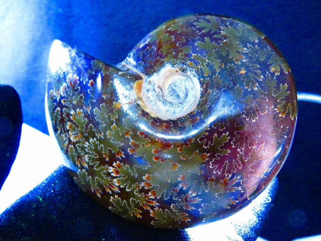 Yahoo!オークション - 数万個の中の一個 天然マダガスカル産