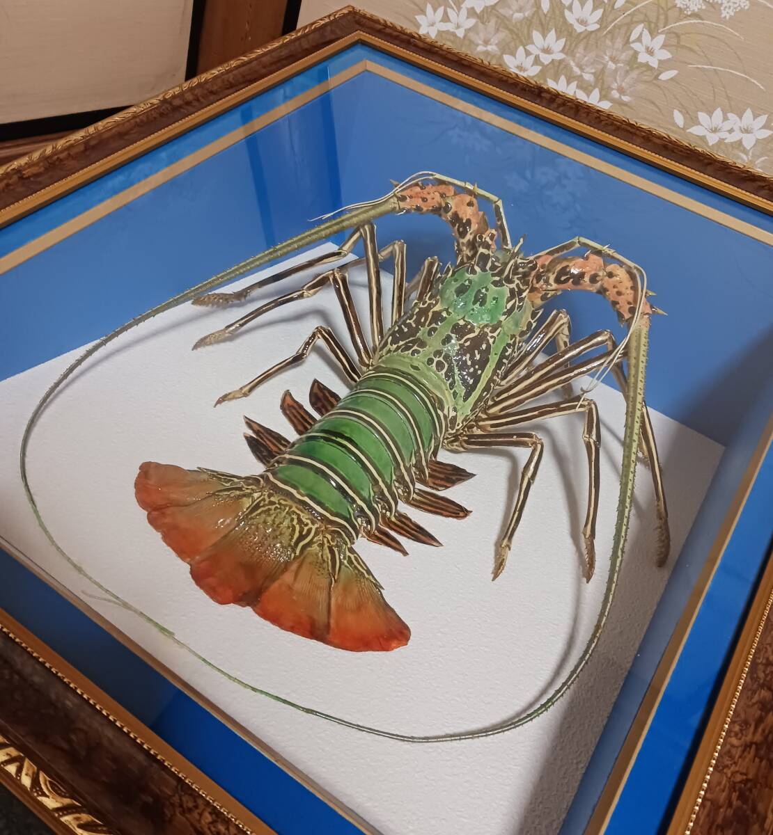 額装 特大サイズ 伊勢海老 剥製 ニシキエビ 縁起物 沖縄 - その他 額装 特大サイズ 伊勢海老 剥製 ニシキエビ 縁起物 沖縄 - その他