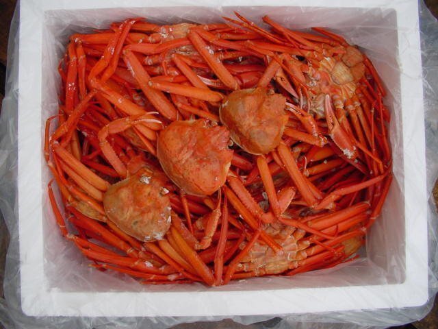 蟹食べ放題！！ボイル済み「紅ずわい蟹B10kg冷凍」蟹の本場、境港産