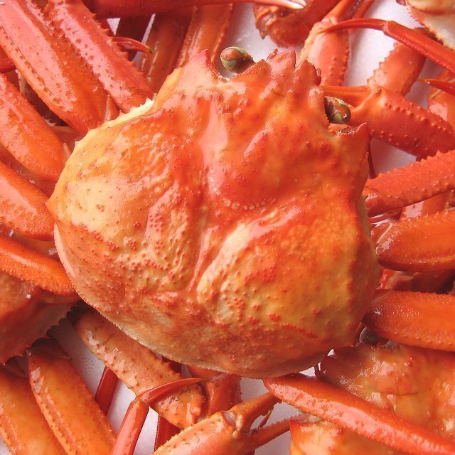 【冷凍】「浜茹で蟹B10kg」蟹食べ放題!!　(紅ずわい蟹)