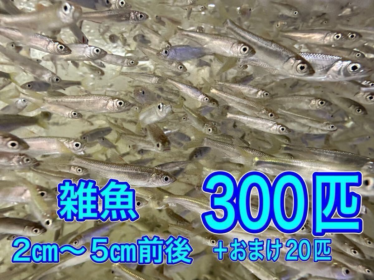 着払い 川魚　生き餌　生餌　300匹+おまけ20匹　追加可能　雑魚 餌用 モツゴ オイカワ　梱包パッキング無料