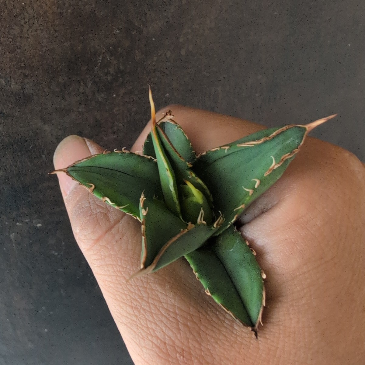 AGAVE TITANOTA 白嵐】アガベ チタノタ 子株 AGAVE TITANOTA 白嵐】アガベ チタノタ 子株