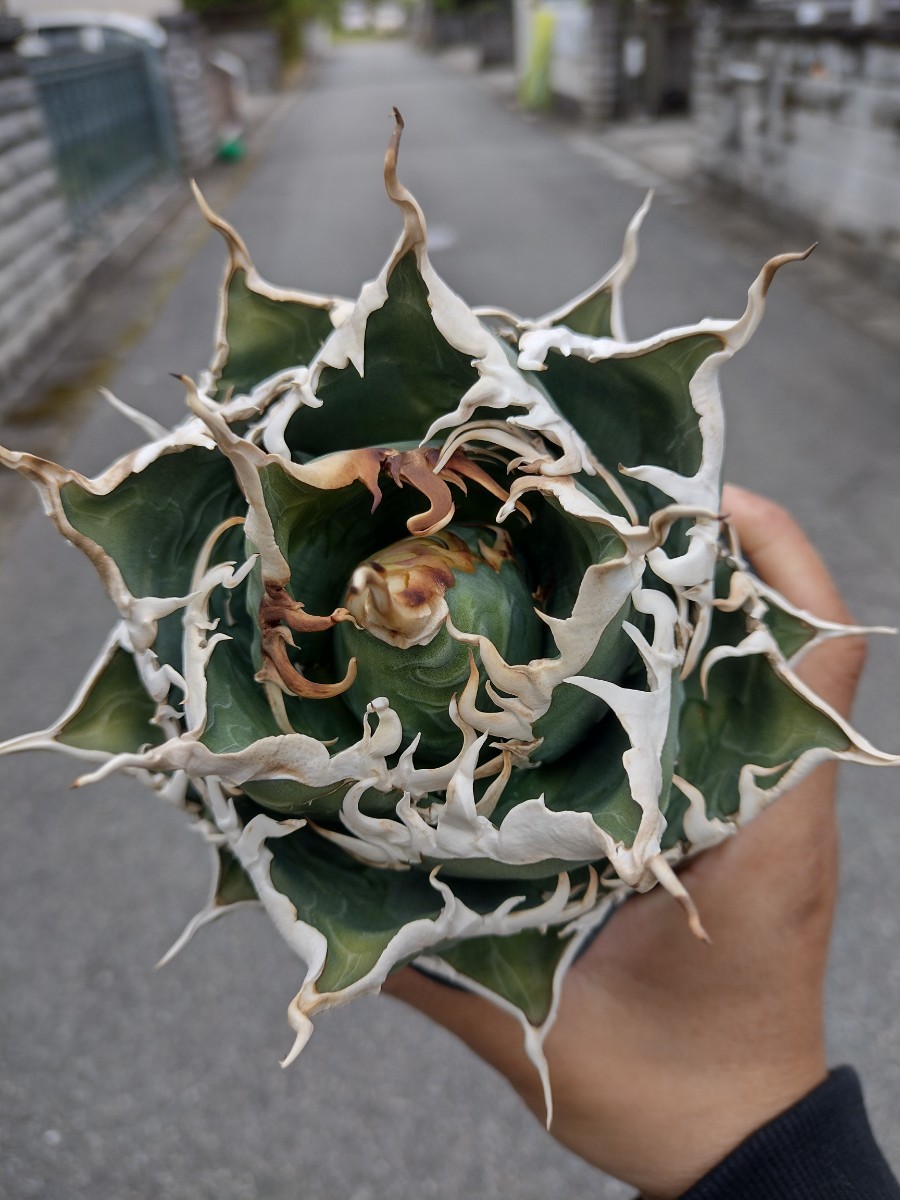 AGAVE TITANOTA 白嵐】アガベ チタノタ 子株 AGAVE TITANOTA 白嵐】アガベ チタノタ 子株