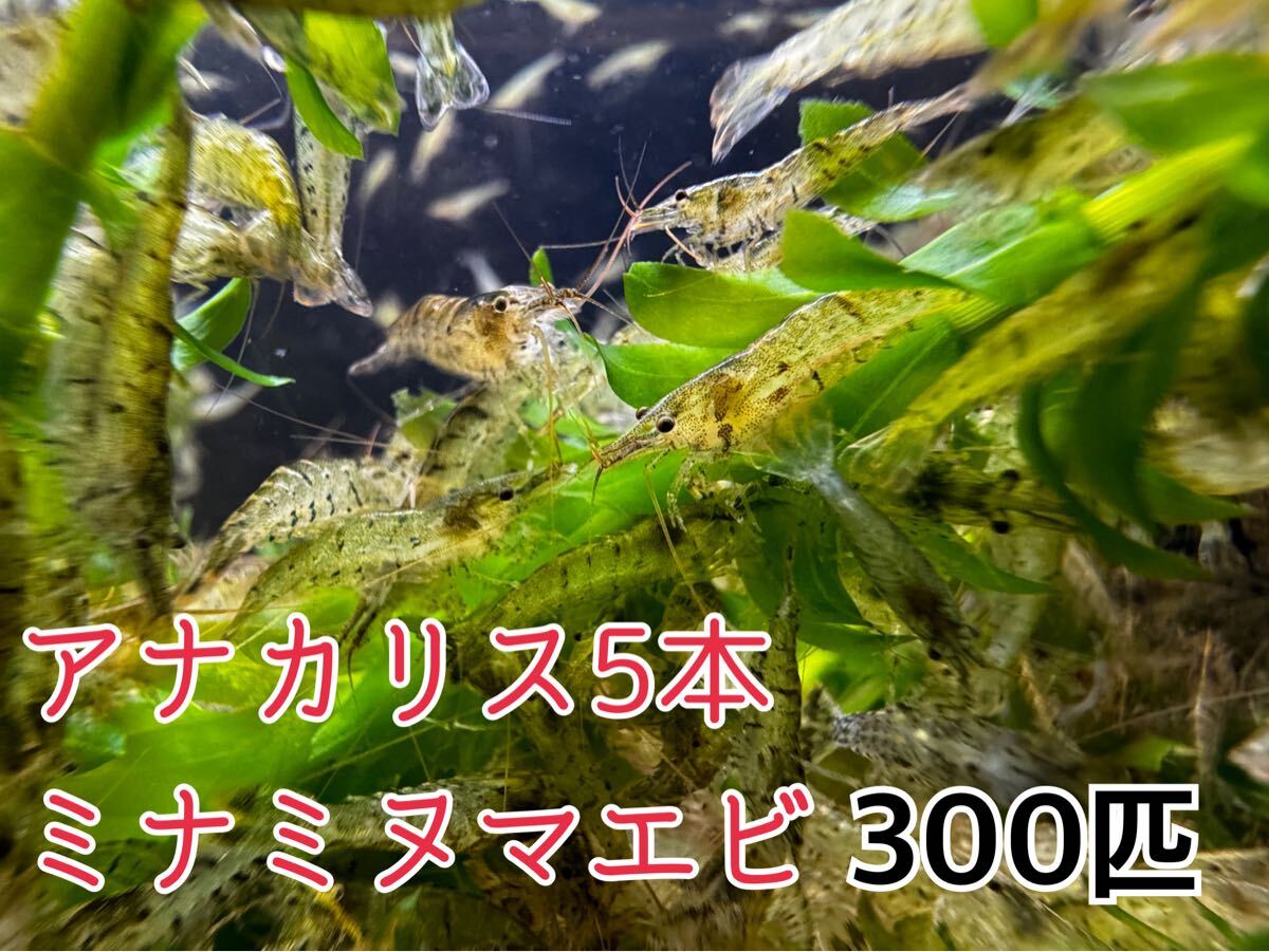 送料込 ミナミヌマエビ300匹＋アナカリス 川エビ 淡水エビ 餌 水草水槽 水草 コケ取り 餌
