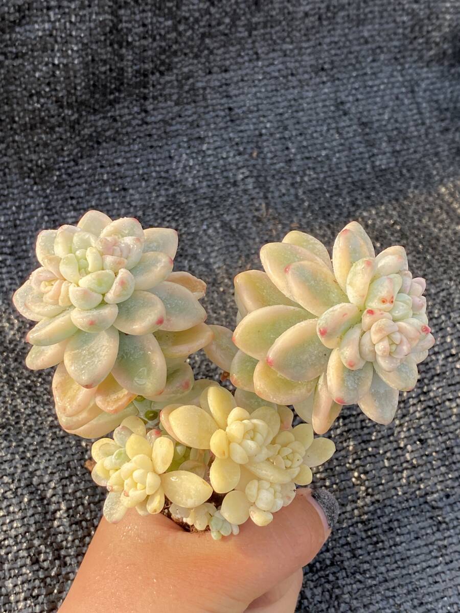 ② ラウル錦 韓国苗 多肉植物 エケベリア (SOLD クラバツム錦② ② ラウル錦 韓国苗 多肉植物 エケベリア (SOLD クラバツム錦②