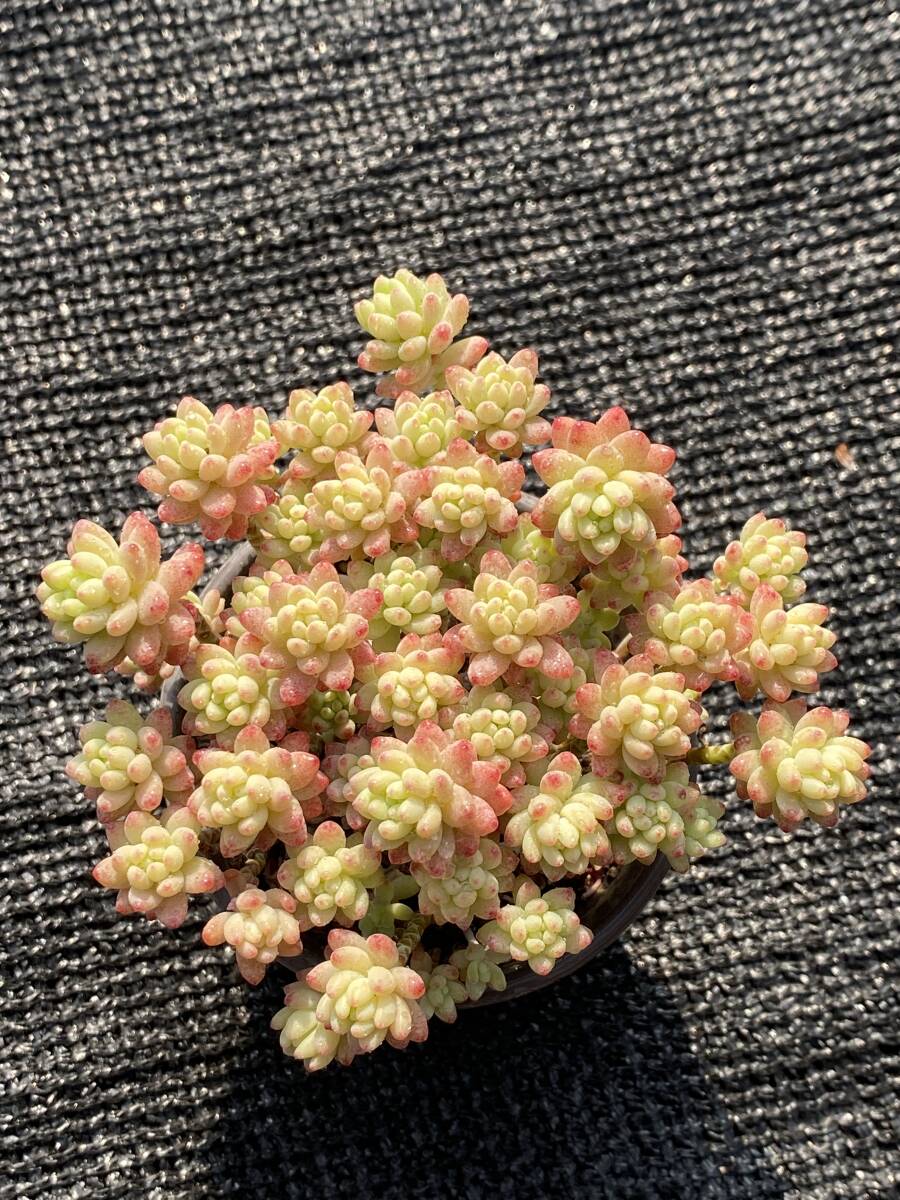 サ*リ様 E-546×24株 花団錦 土鉢付き 多肉植物 エケベリア サボテン 花*円様 土鉢付き 花団錦 546×24株 多肉植物 エケベリア