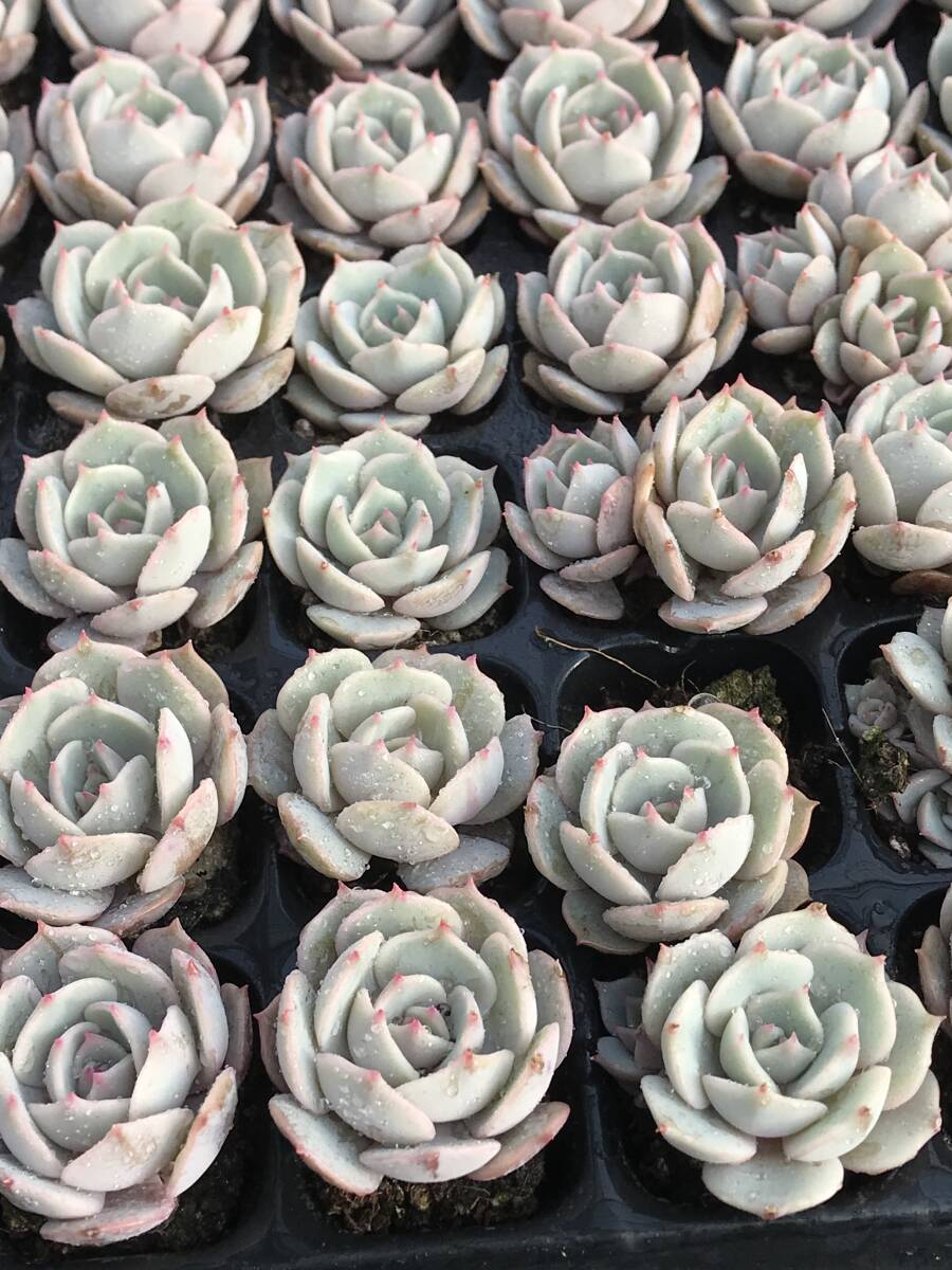 105株 B10-3 多肉植物 エケベリア ルナレン サボテン 観葉植物 105株 B10-3 多肉植物 エケベリア ルナレン サボテン 観葉植物