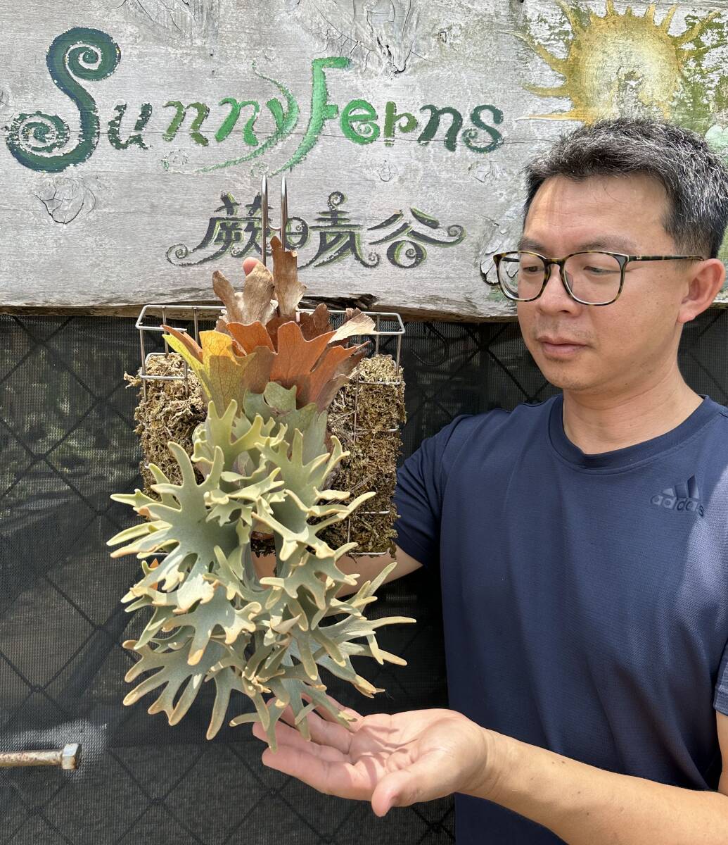 Yahoo!オークション - P. willinckii 'O.M.G' from Sunny Ferns Yahoo!オークション - P. willinckii 'O.M.G' from Sunny Ferns