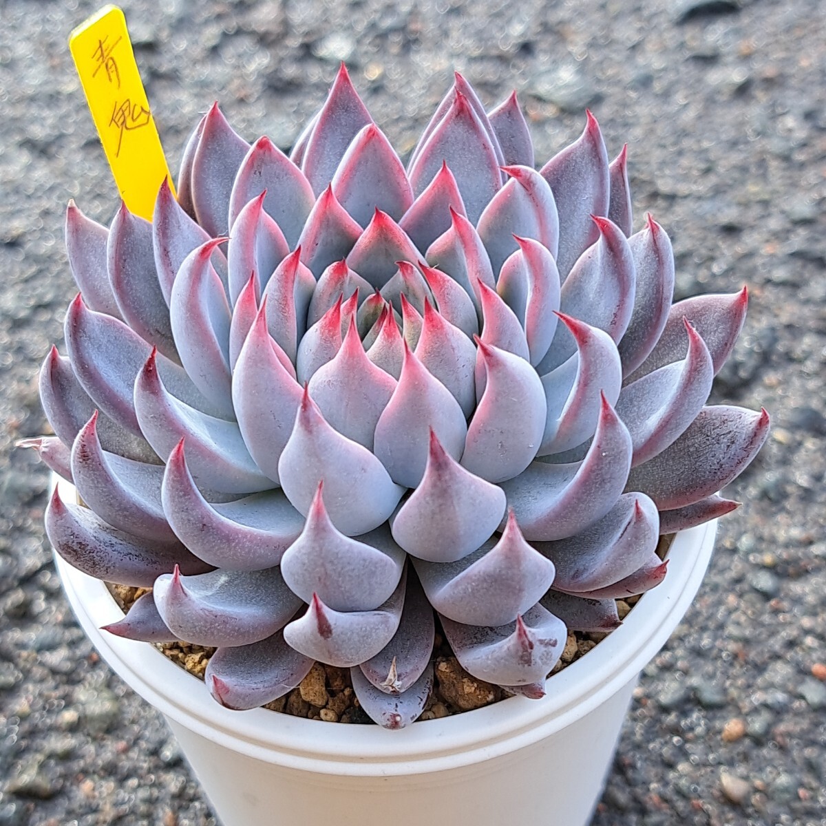 ミックスベリア 青鬼 多肉植物 エケベリア おらいさん 鉢ごと ミックスベリア 青鬼 多肉植物 エケベリア おらいさん 鉢ごと