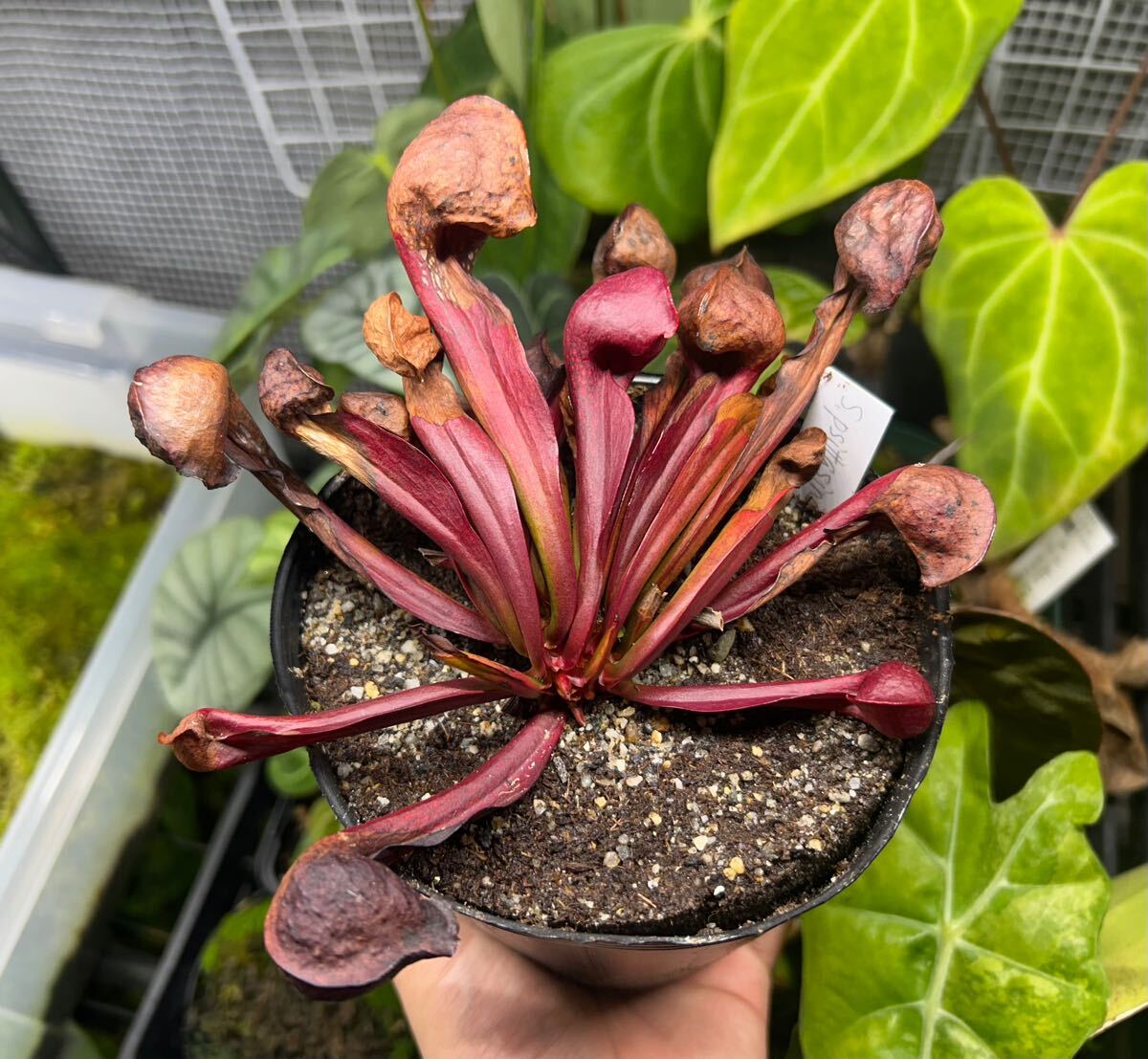 ビックリマン McFarland ROD COMPANY E-glass 5'5 #2wt 5pc マクファーランド