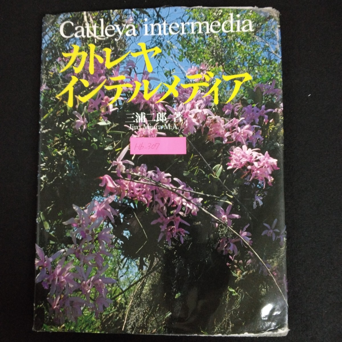 Hb-307/カトレヤ・インテルメディア著者/三浦二郎 昭和62年 2月14日 Cインテルメディアの自生地を行く/L6/70114
