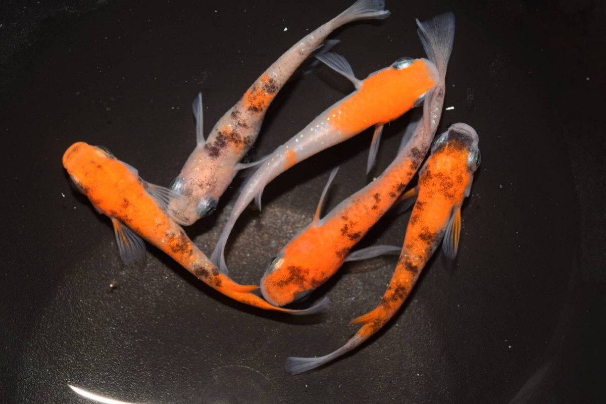 緋牡丹 若魚(2022年産まれ) オス1 メス1(現物出品) ikahoff I 緋牡丹 若魚(2022年産まれ) オス1 メス1(現物出品) ikahoff I