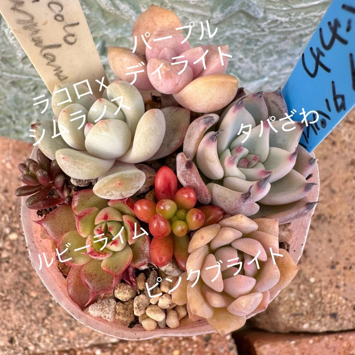 サボテン相談室の多肉植物寄せ植え用カット苗セット(20個)|花 サボテン相談室の多肉植物寄せ植え用カット苗セット(20個)|花