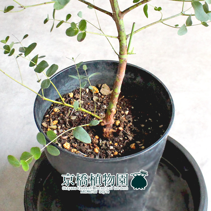 【現(xiàn)品】ユーカリ?ゴニオカリックス 7號 黒鉢（1）Eucalyptus goniocalyx