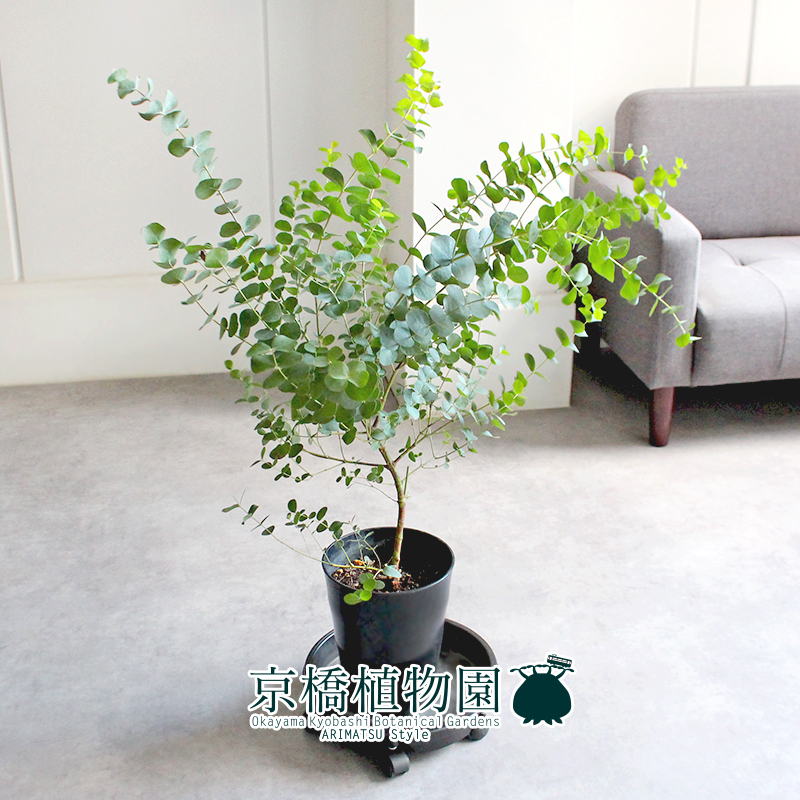 【現(xiàn)品】ユーカリ?ゴニオカリックス 7號 黒鉢（1）Eucalyptus goniocalyx