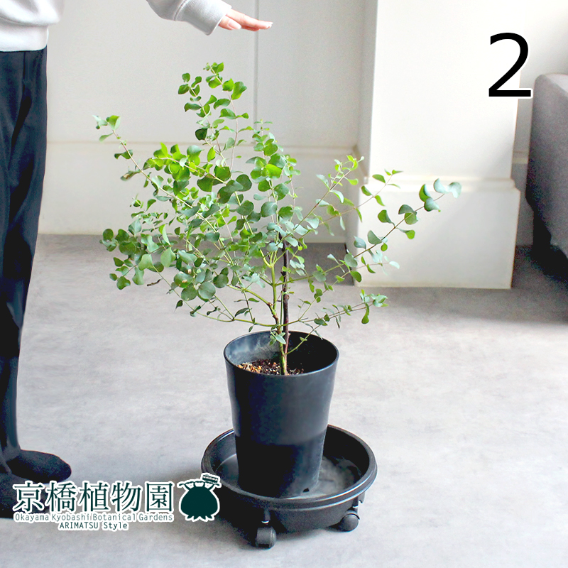 【現(xiàn)品】ユーカリ?ゴニオカリックス 7號 黒鉢（2）Eucalyptus goniocalyx