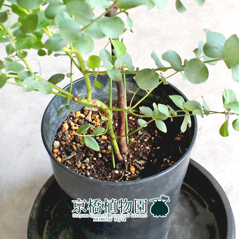 【現(xiàn)品】ユーカリ?ゴニオカリックス 7號 黒鉢（2）Eucalyptus goniocalyx