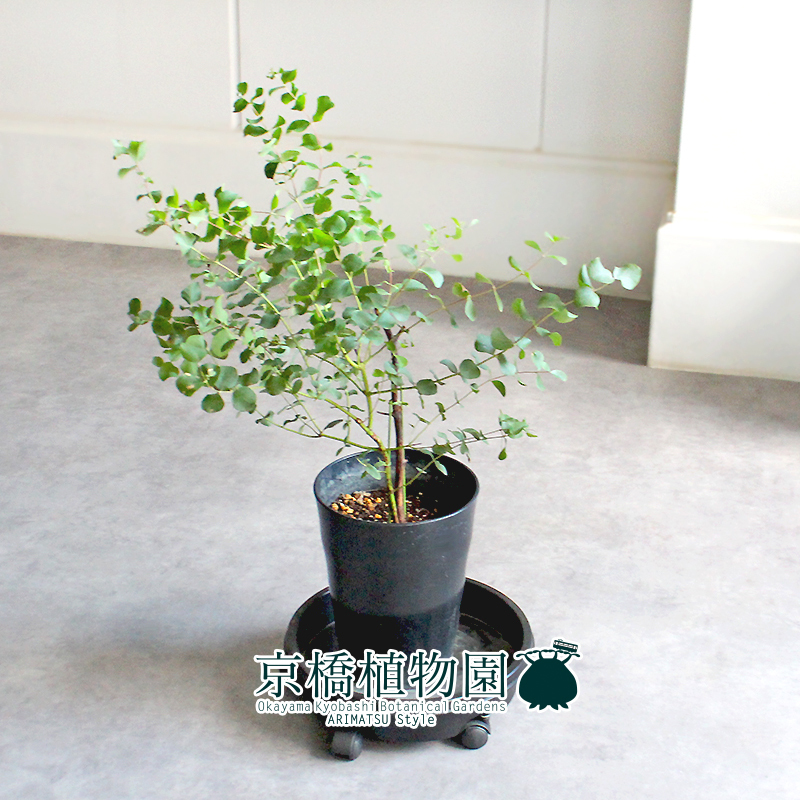 【現(xiàn)品】ユーカリ?ゴニオカリックス 7號 黒鉢（2）Eucalyptus goniocalyx