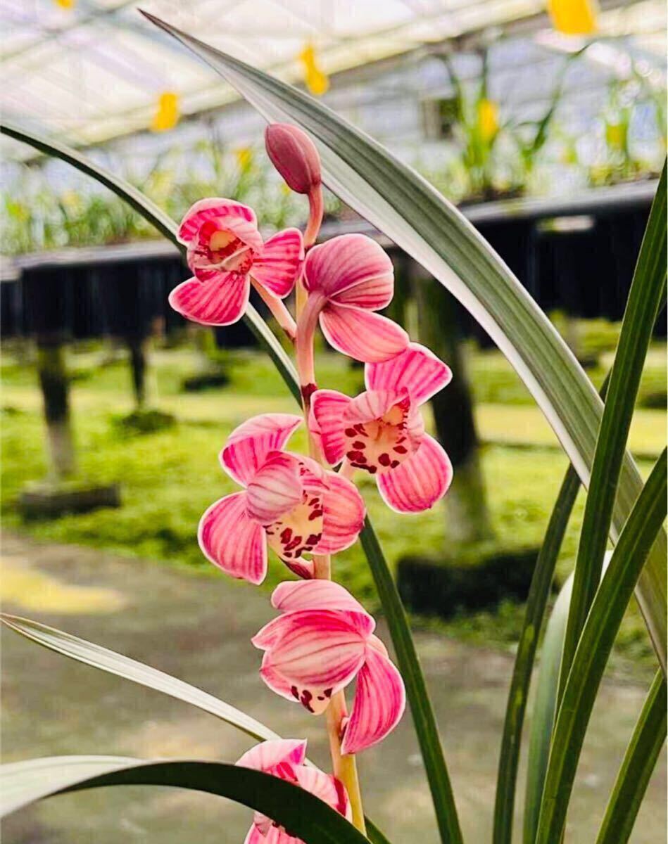 中国春蘭☆ 一茎九華 銘品「金墺素」花蕾付き 上木 春蘭☆寒蘭 中国春蘭☆ 一茎九華 銘品「金墺素」花蕾付き 上木 春蘭☆寒蘭