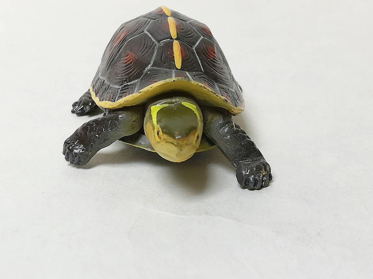 ヤフオク ヤエヤマセマルハコガメ フルタ チョコエッグ 日 ヤフオク ヤエヤマセマルハコガメ フルタ チョコエッグ 日