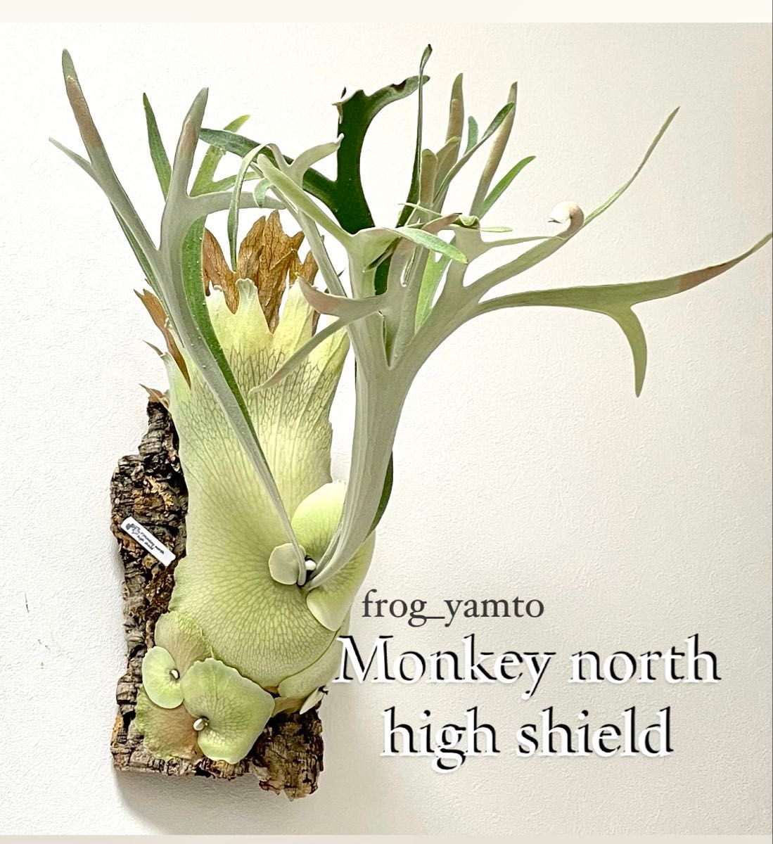 オリジナル P Monkey north high shield モンキーノース ハイ オリジナル P Monkey north high shield モンキーノース ハイ