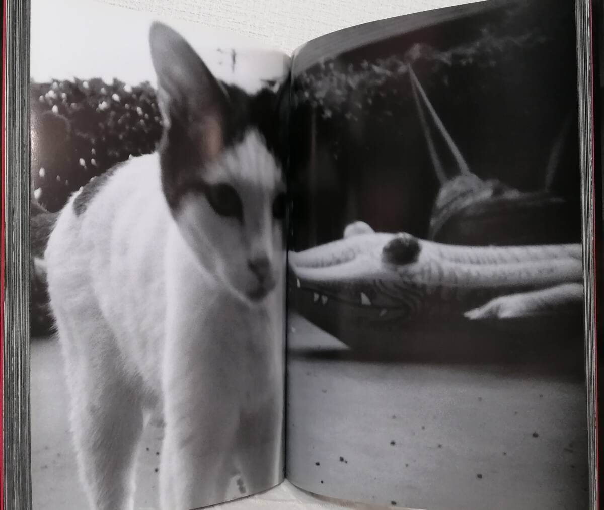 写■ 荒木経惟 NOBUYOSHI ARAKI 再び写真へ Futatabi shashin e Aat Room