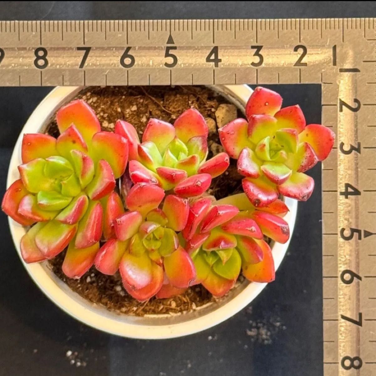 ティアローズ 多肉植物 カット苗 エケベリア レア種 韓国苗 美苗 ティアローズ 多肉植物 カット苗 エケベリア レア種 韓国苗 美苗