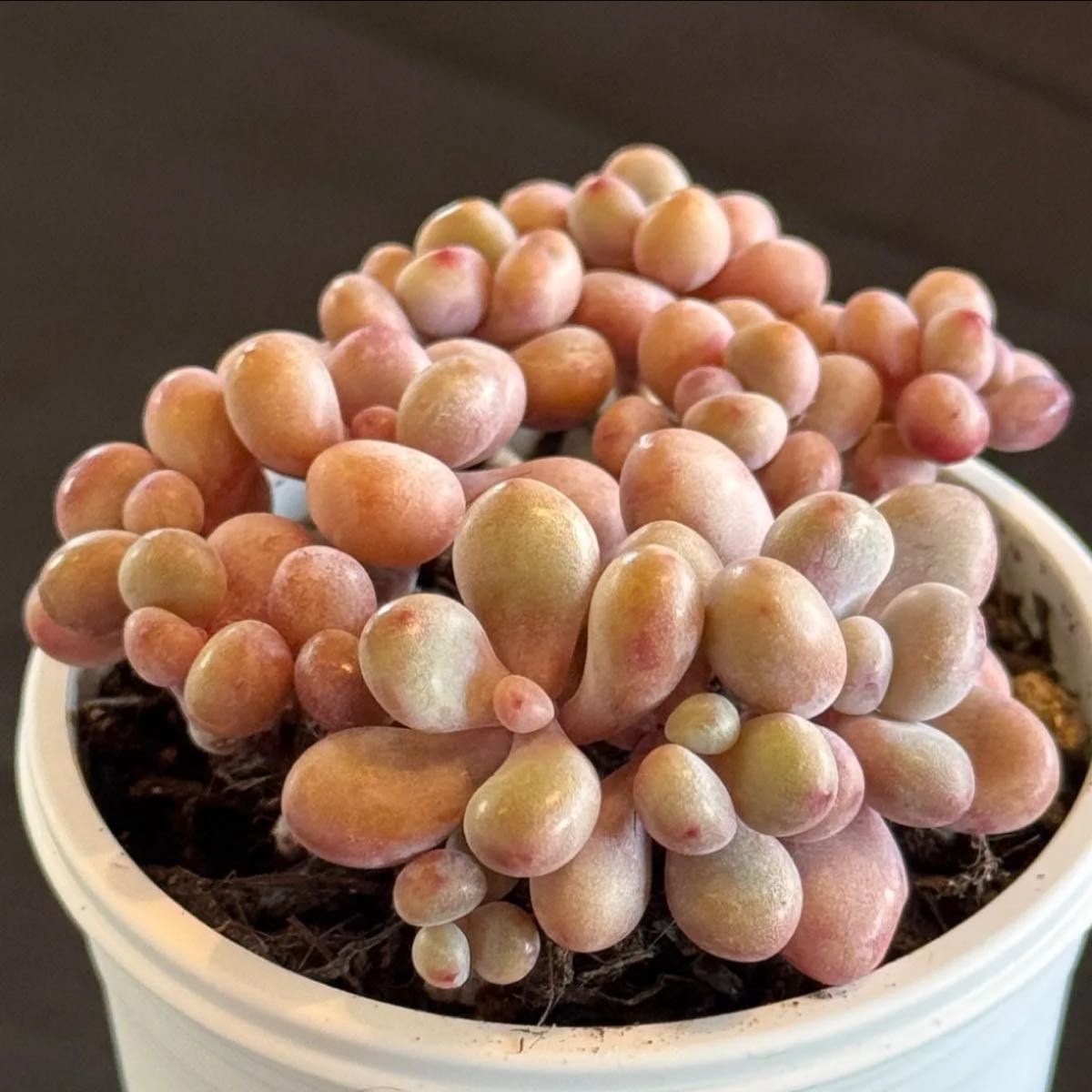 桃の卵 3苗セット つぶつぶ 韓国苗 多肉植物 エケベリア属 抜き 桃の卵 3苗セット つぶつぶ 韓国苗 多肉植物 エケベリア属 抜き
