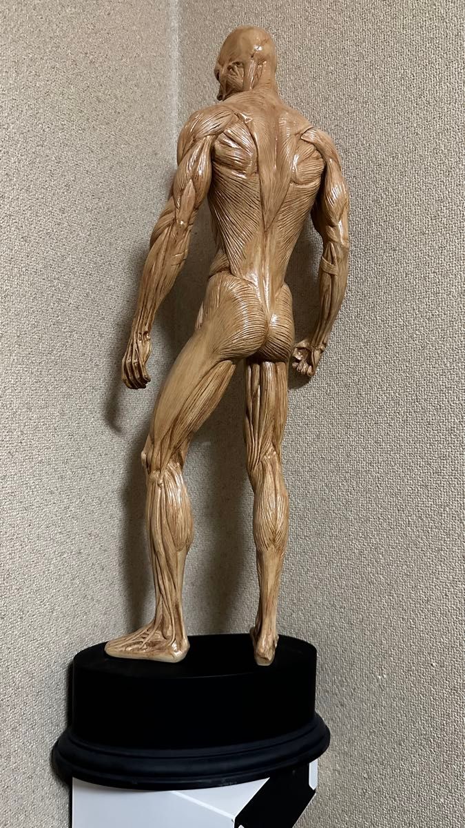 片桐裕司 アナトミーフィギュア ベージュ anatomy tools|Yahoo 片桐裕司 アナトミーフィギュア ベージュ anatomy tools|Yahoo