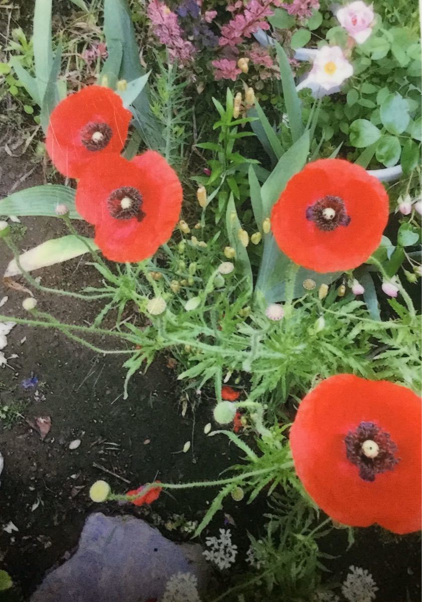 Paypayフリマ 赤いポピー 花の種