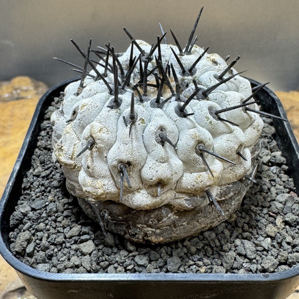 ゑ.19 コピアポア シネレア 黒王丸 / Copiapoa cinerea 現地球 ゑ.19 コピアポア シネレア 黒王丸 / Copiapoa cinerea 現地球
