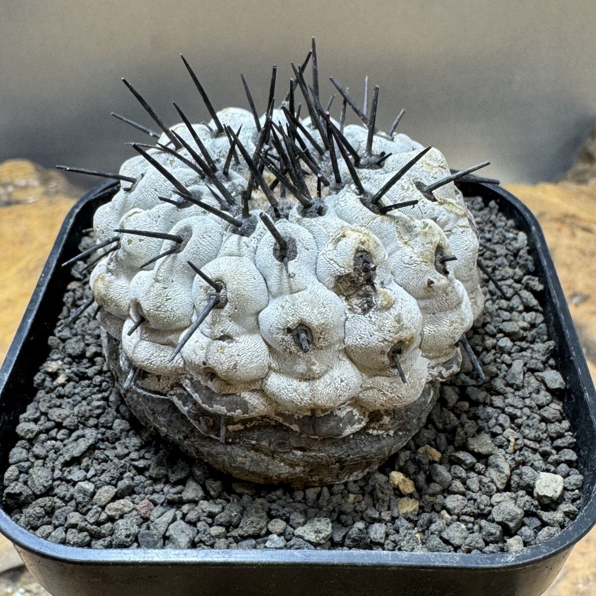 ゑ.19 コピアポア シネレア 黒王丸 / Copiapoa cinerea 現地球 ゑ.19 コピアポア シネレア 黒王丸 / Copiapoa cinerea 現地球