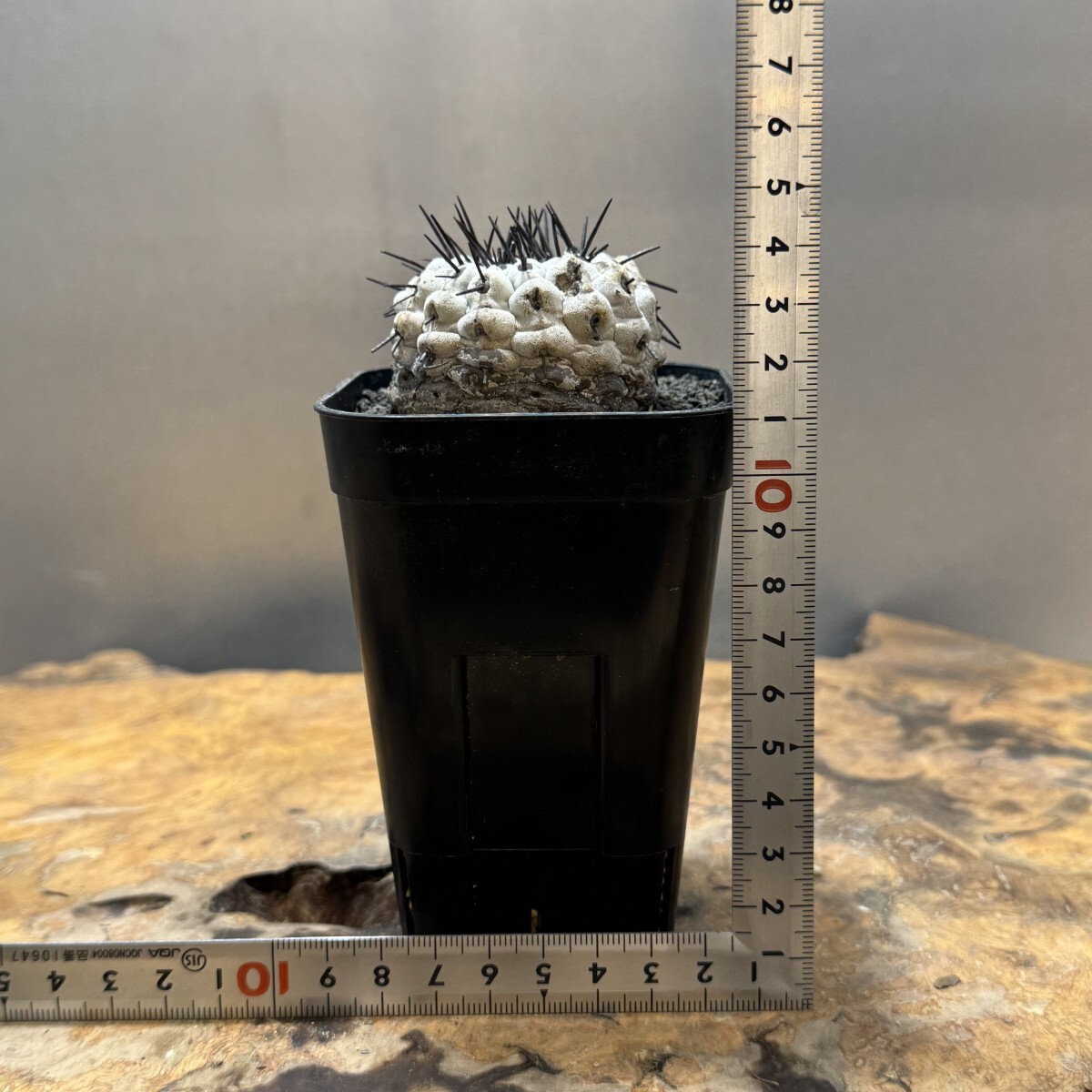 ゑ.19 コピアポア シネレア 黒王丸 / Copiapoa cinerea 現地球 ゑ.19 コピアポア シネレア 黒王丸 / Copiapoa cinerea 現地球