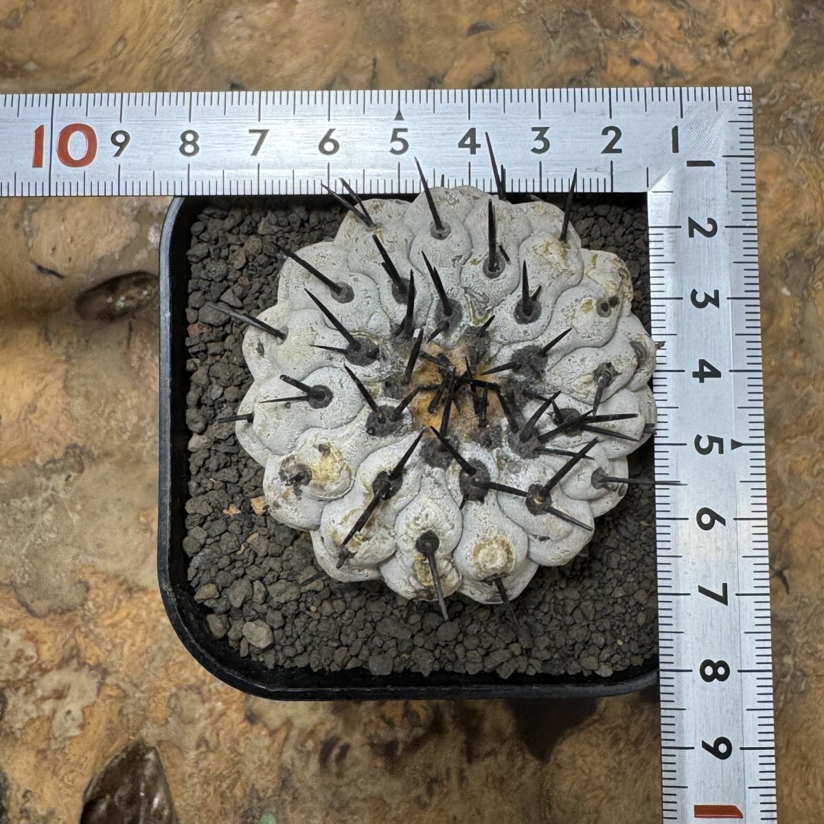 ゑ.19 コピアポア シネレア 黒王丸 / Copiapoa cinerea 現地球 ゑ.19 コピアポア シネレア 黒王丸 / Copiapoa cinerea 現地球