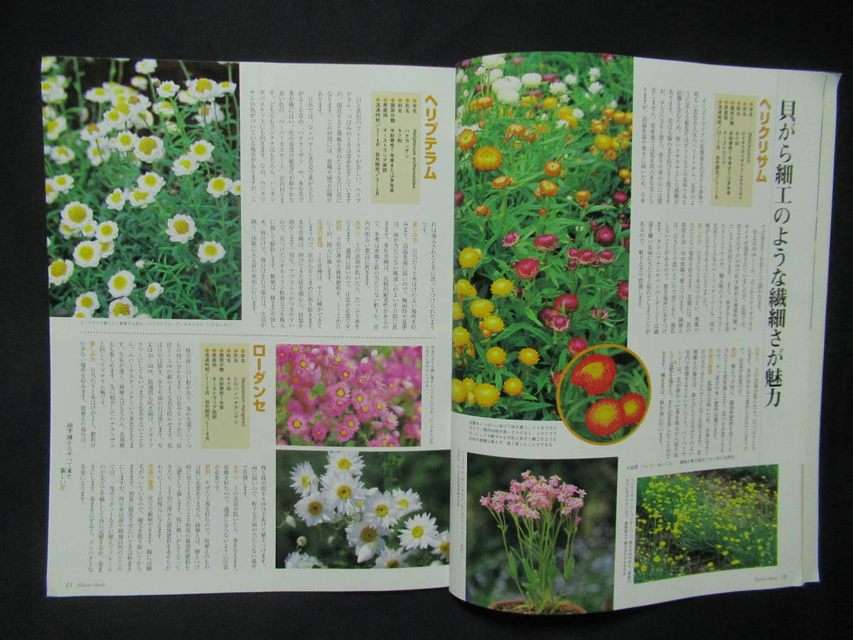 フラワーオアシス　週刊　園芸百科　創刊号２０００年３月初恋草　季節の花　南半球からの新しい花ボロニア　バンクシア　　GG４-００_画像4