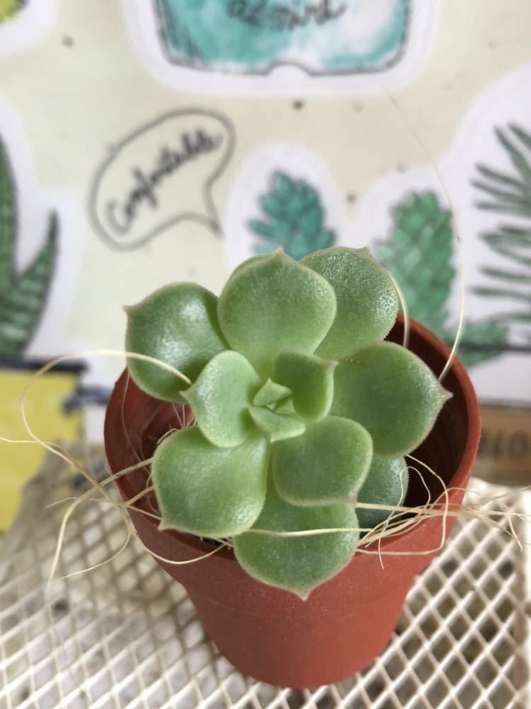 多肉植物*绿牡丹 エケベリア